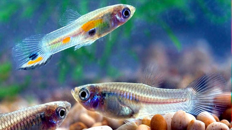 Poecilia reticulata_04.jpg